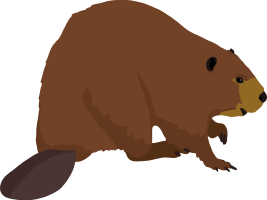 Beaver