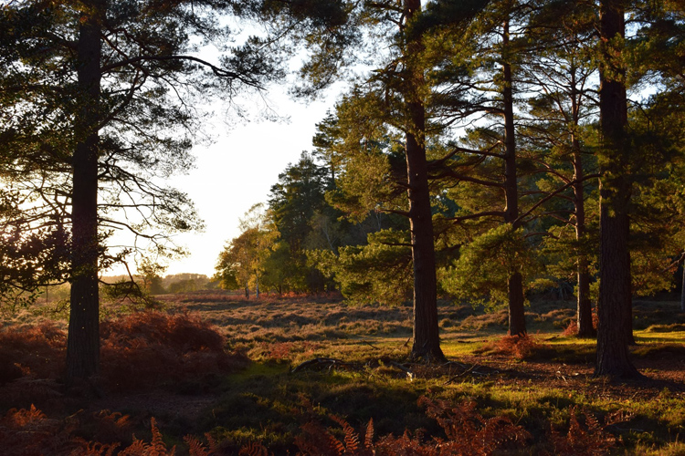 New Forest by Gillian Thomas