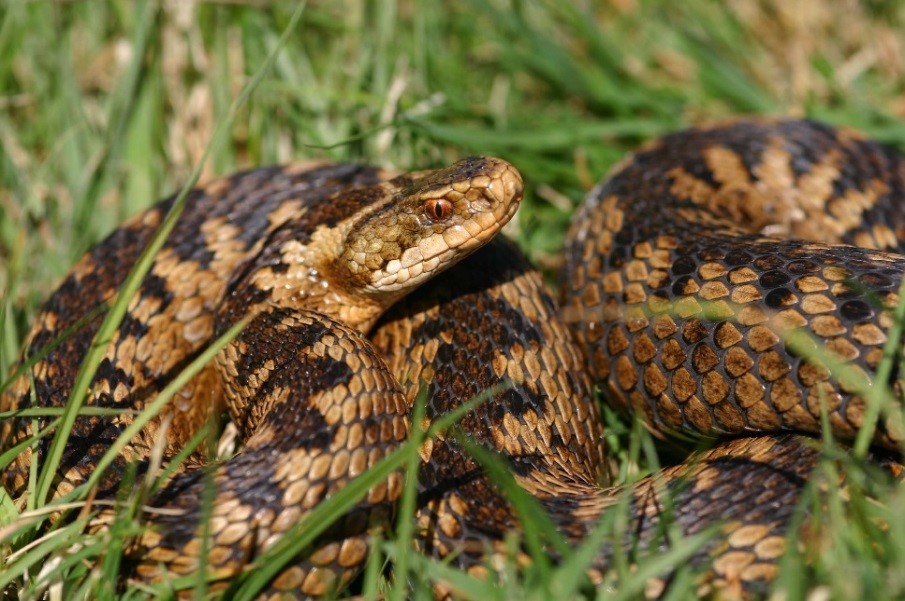 European adder – a valuable contribution to Britain’s National Parks ...