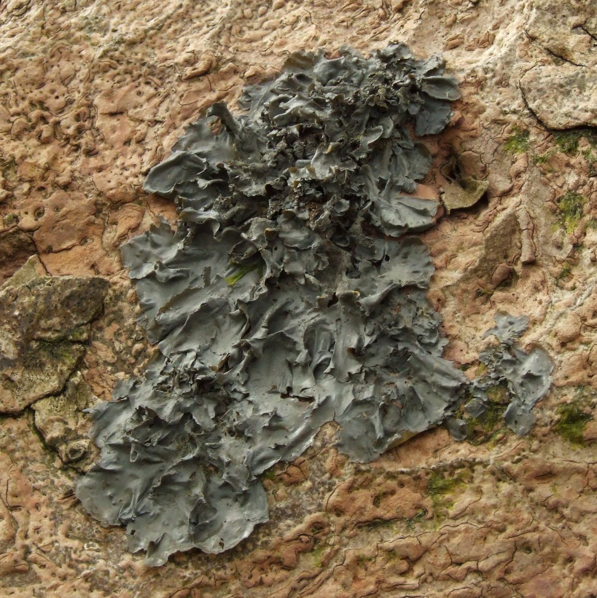 Blue jelly-skin lichen