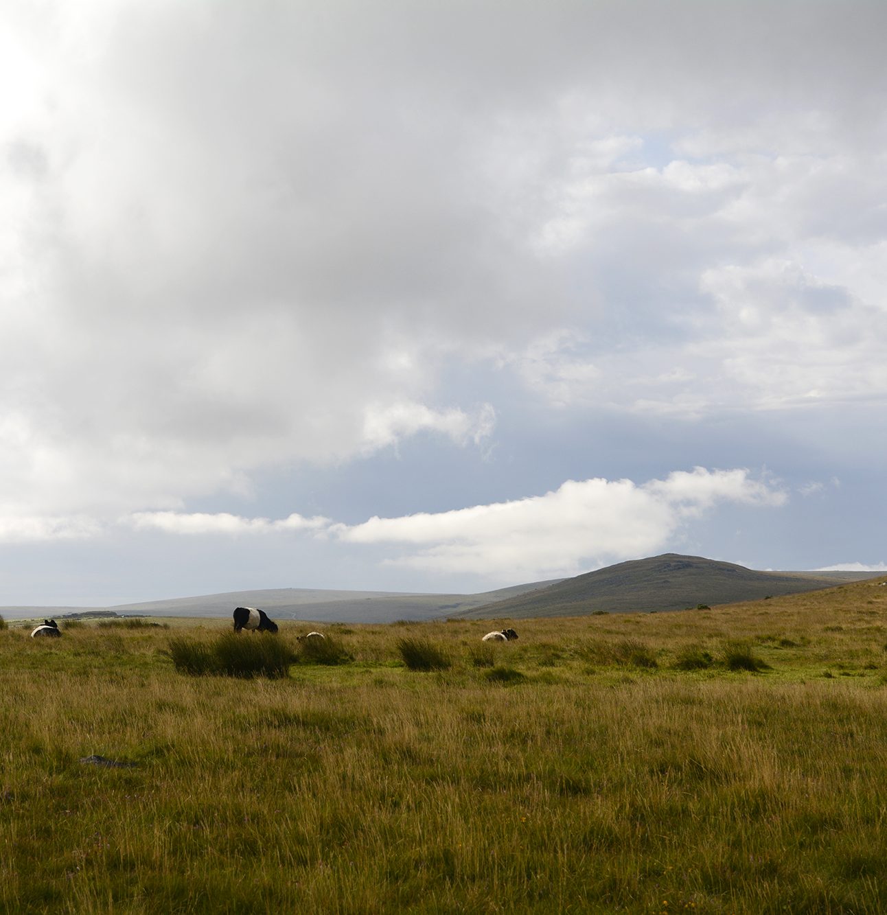 Ockerton Court in Dartmoor