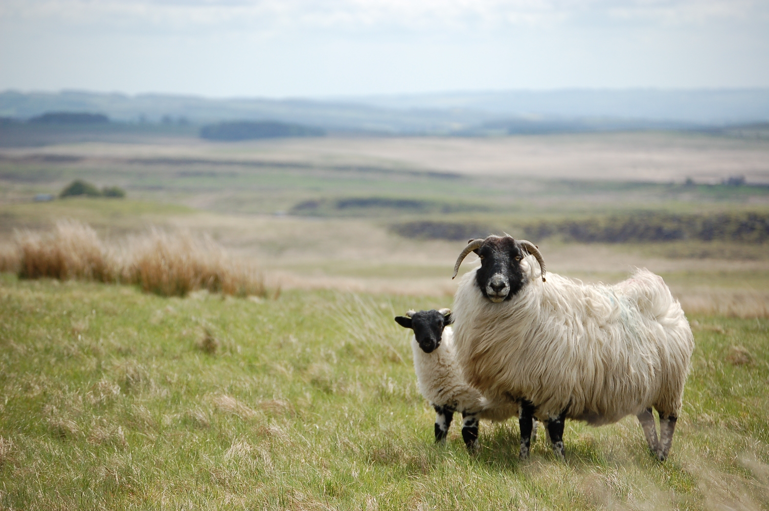 Ewe and Lamb in Northumberland National Park