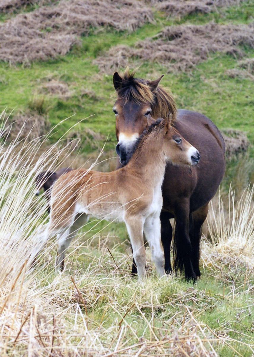 Mare and foal by Sue Baker