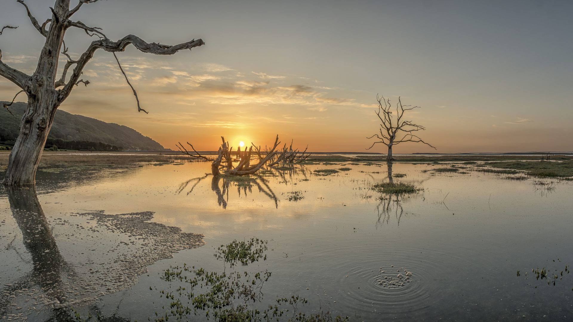 Porlock Marsh