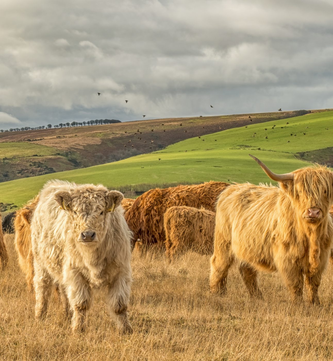 Cows in Exmoor