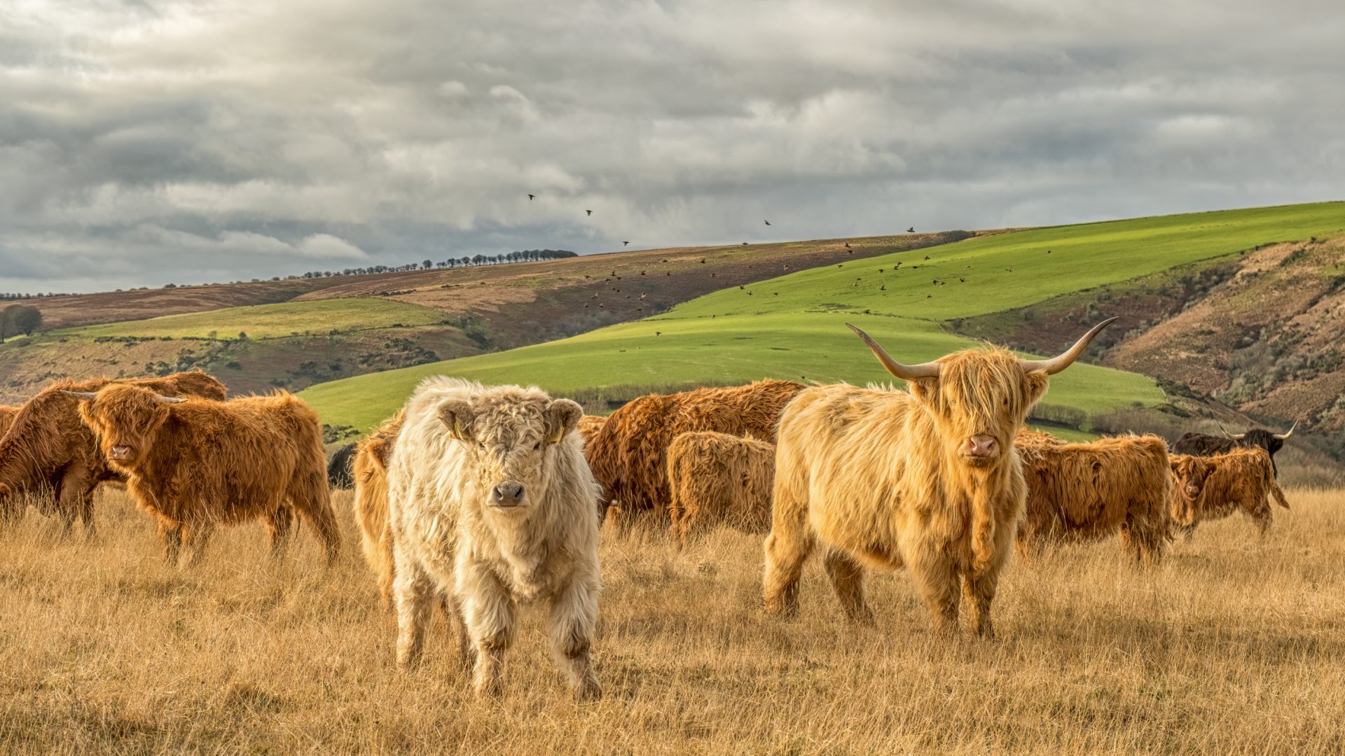 Cows in Exmoor