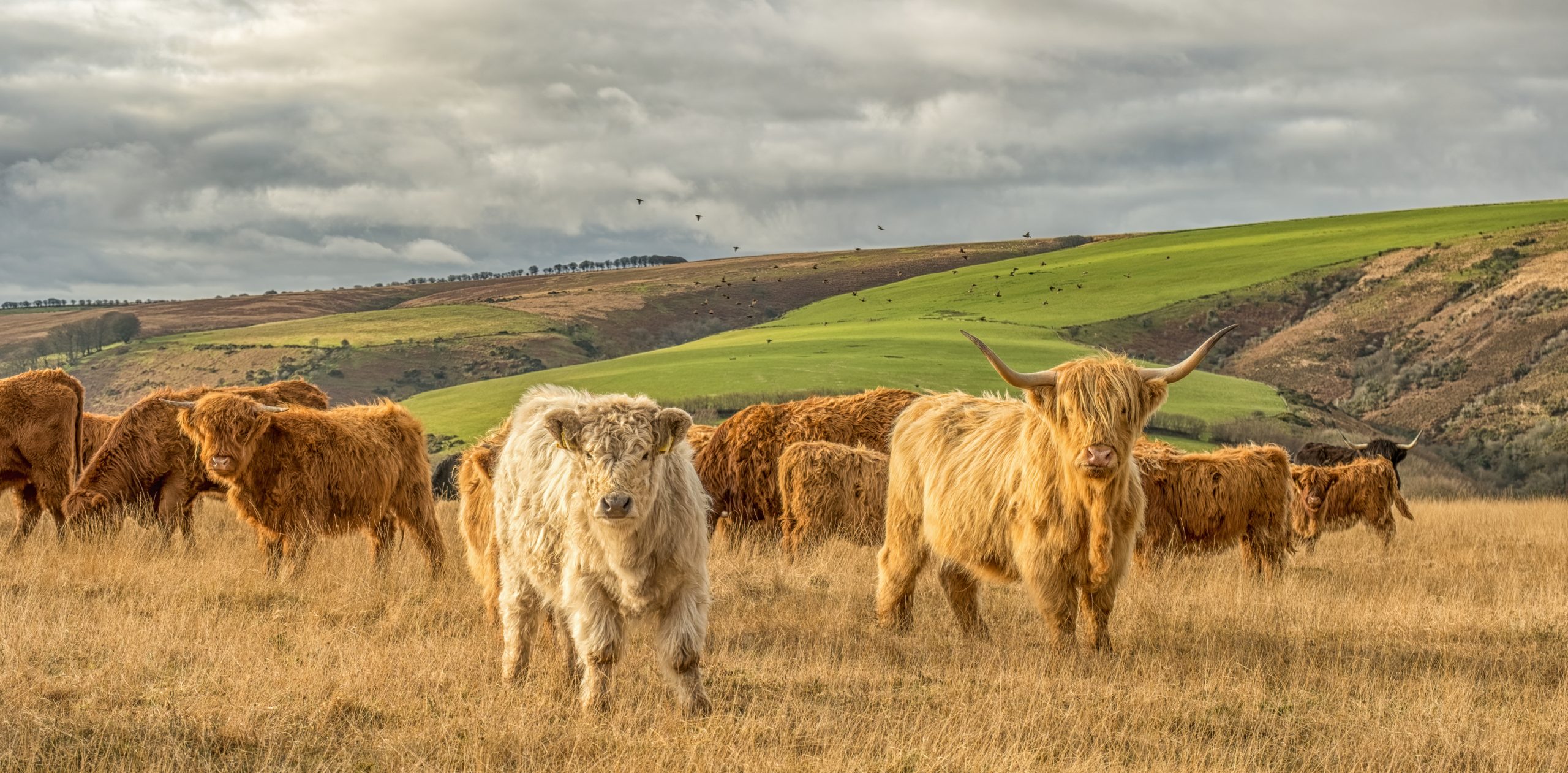 Cows in Exmoor