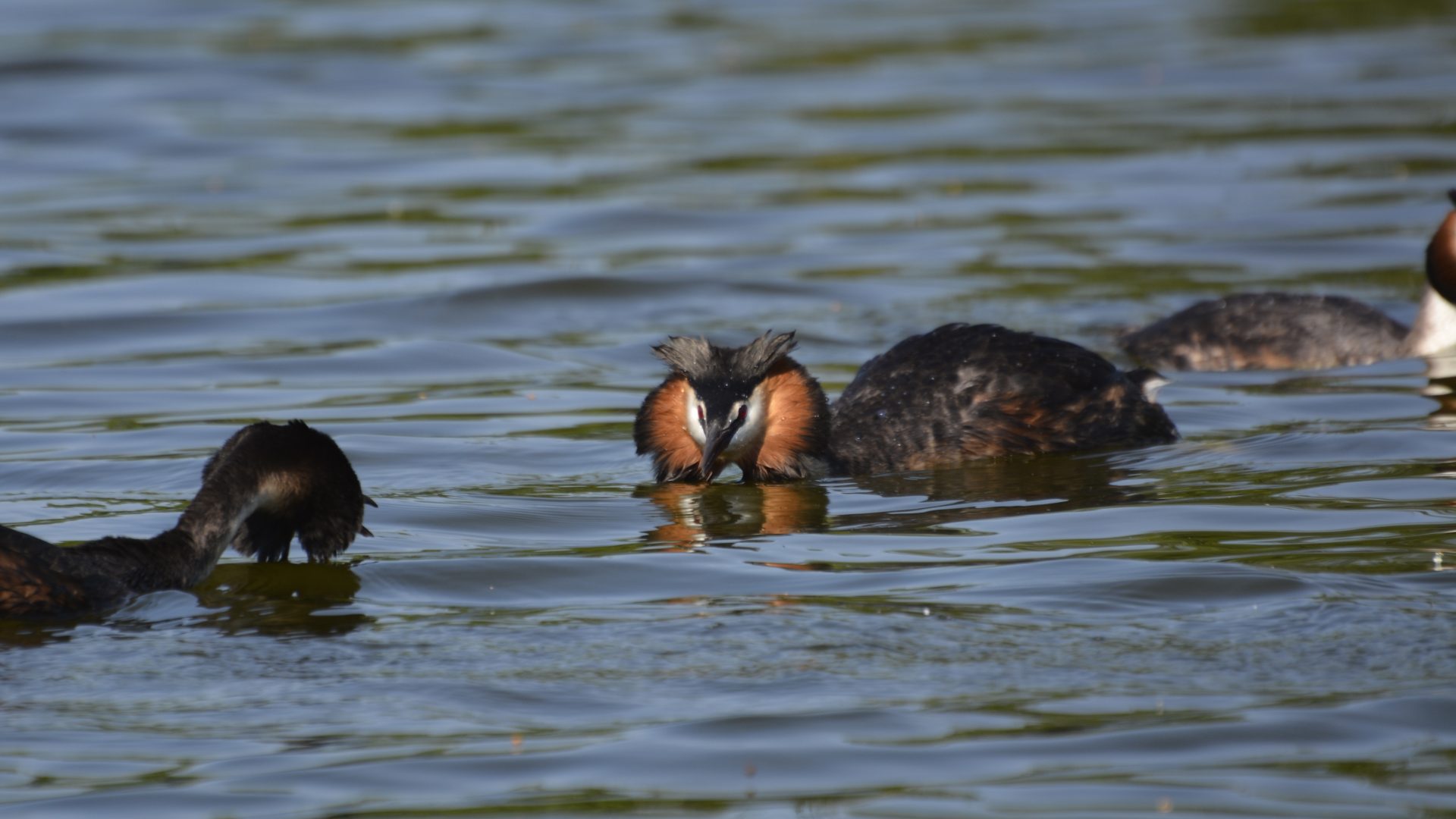 Great Crested Grebe