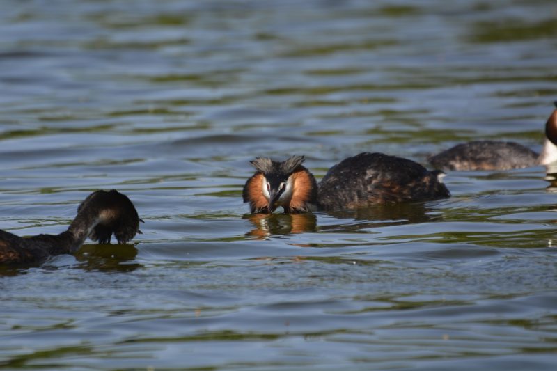 Great Crested Grebe