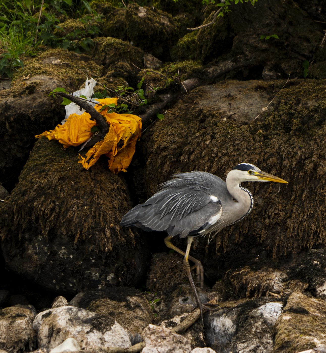 Grey heron