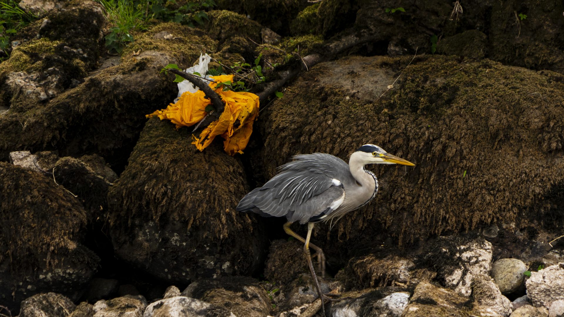 Grey heron