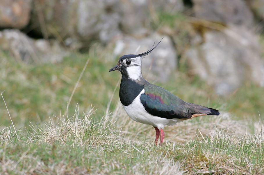 Lapwing in the Yorkshire Dales