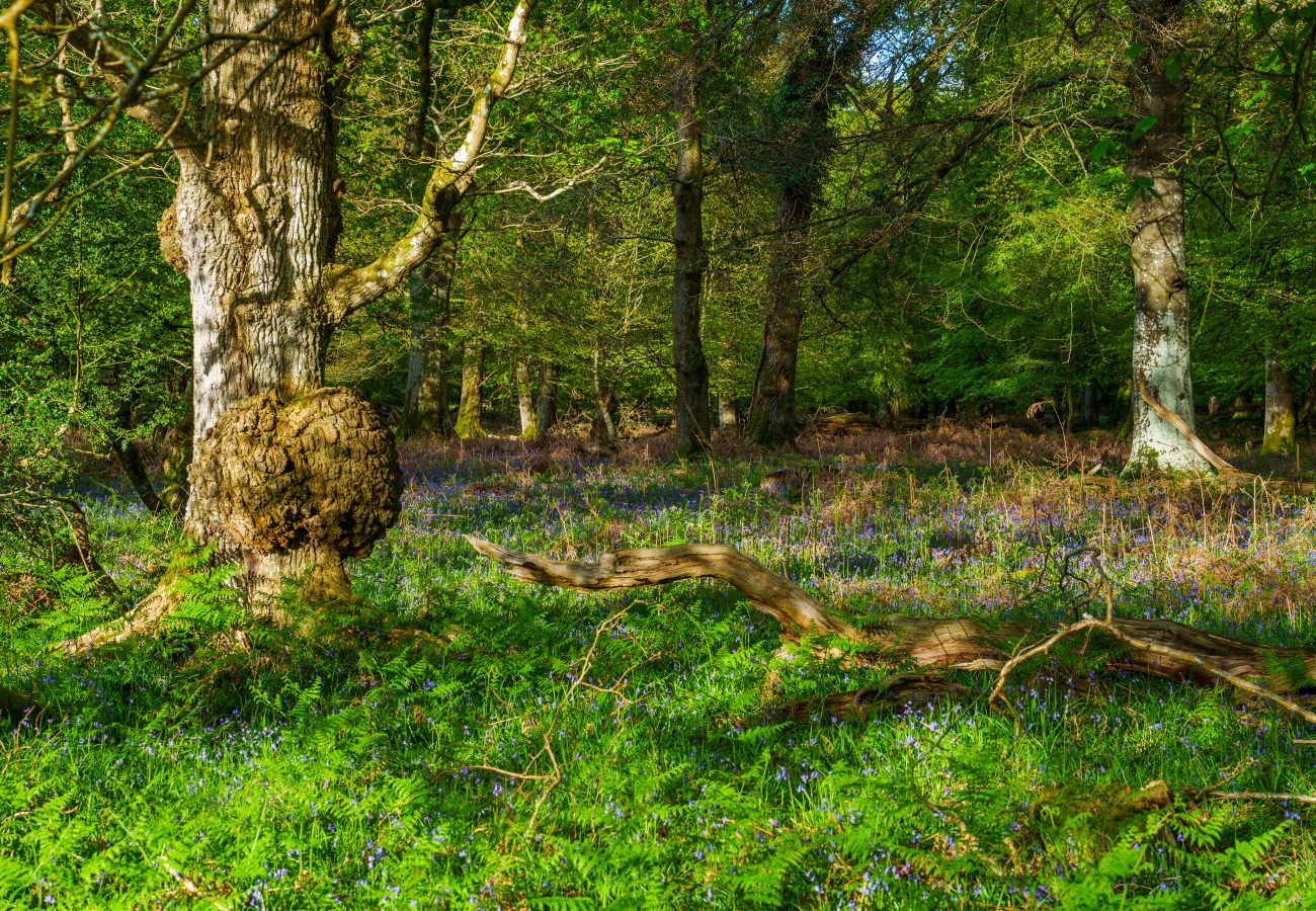 New Forest