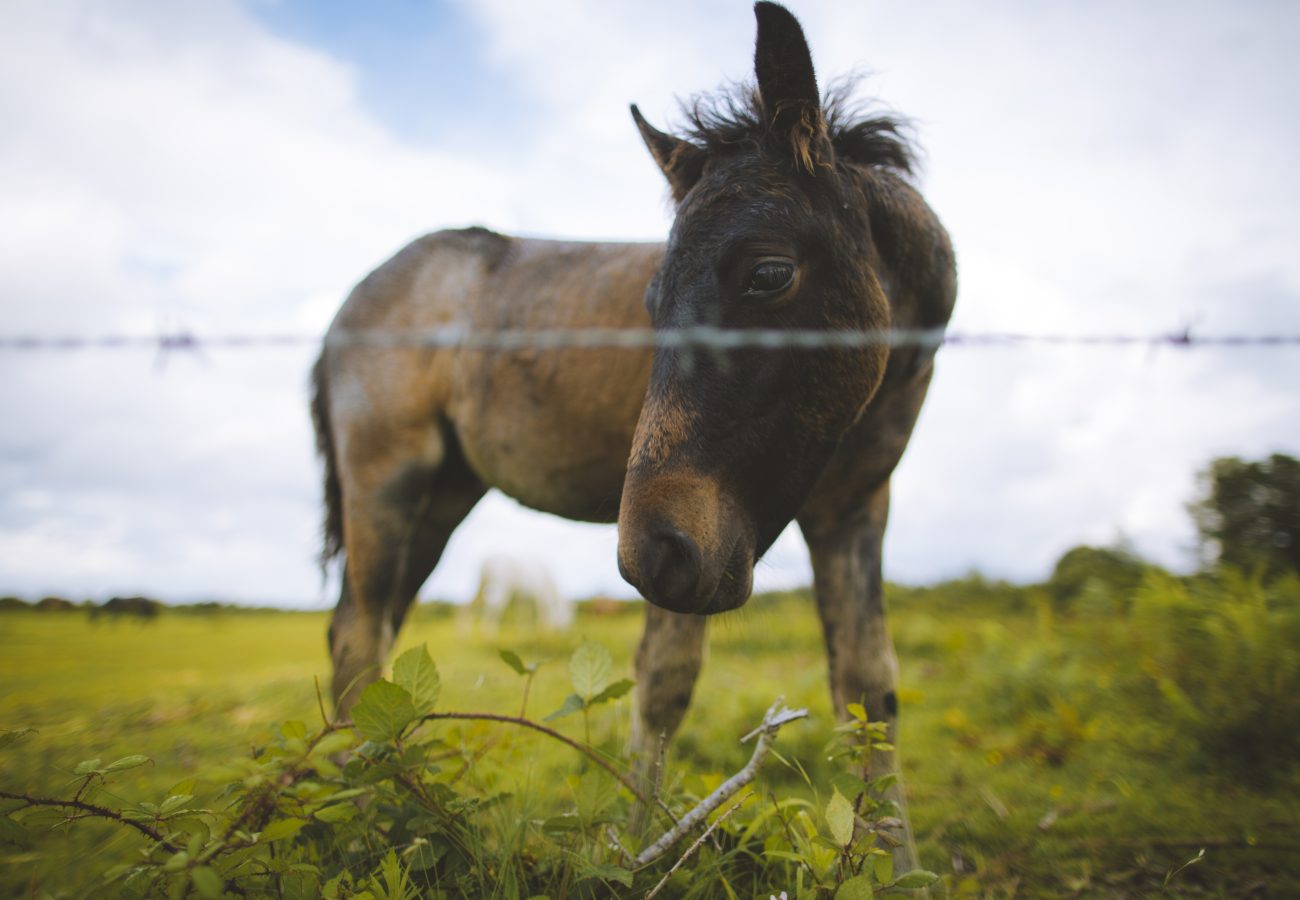 New Forest Pony