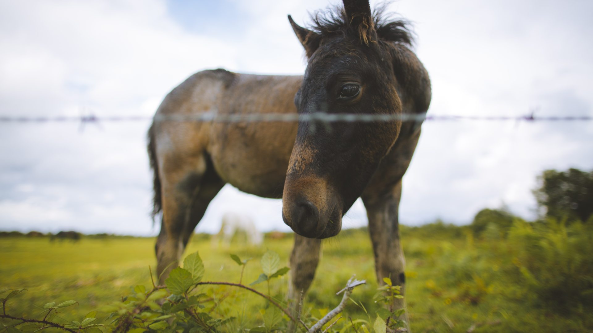 New Forest Pony