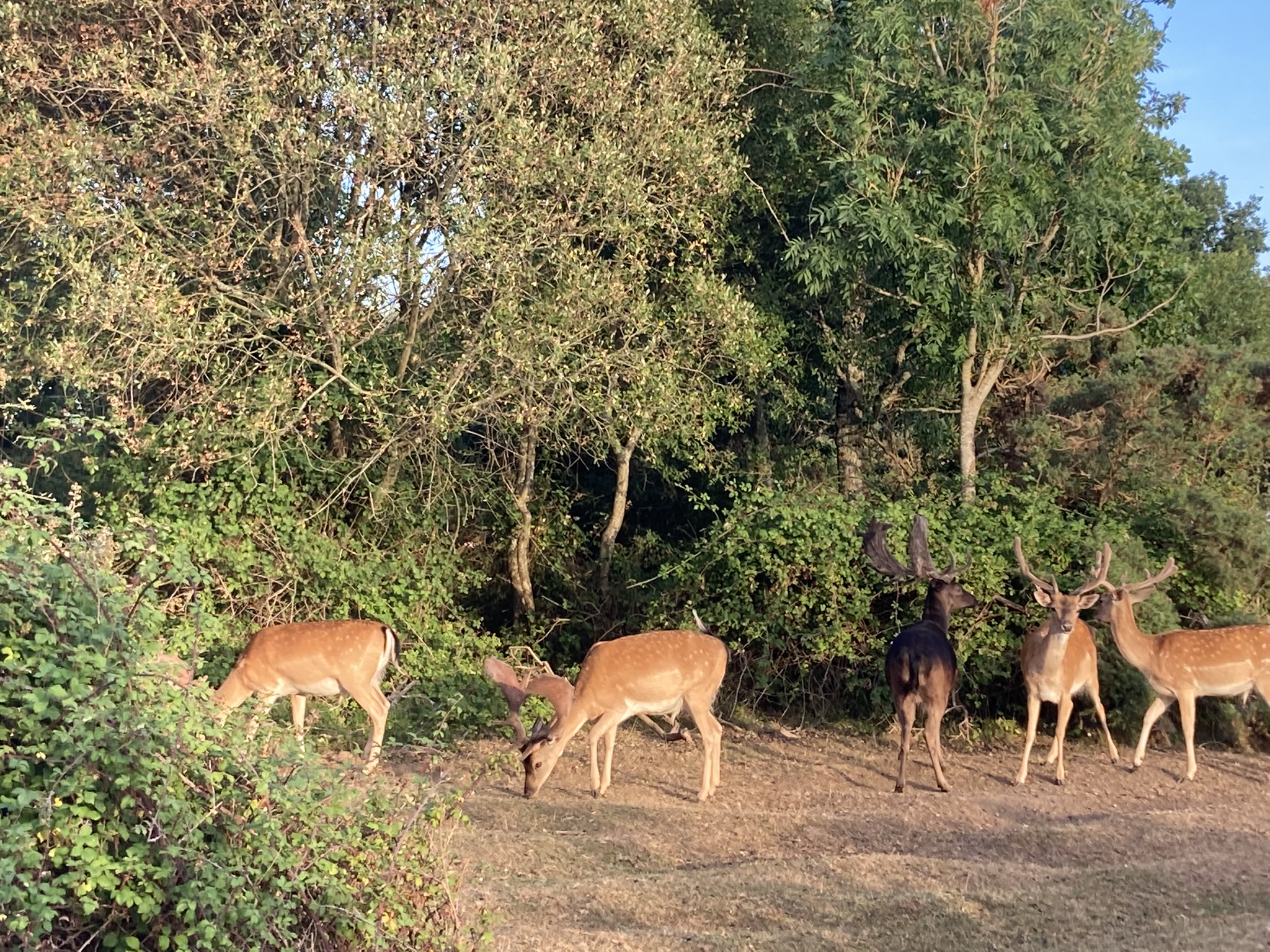 Deer, New Forest National Park © Rose O'Neill