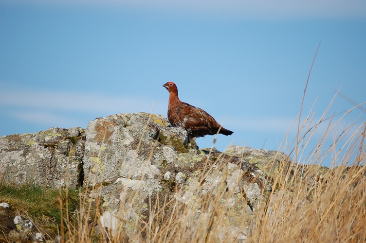 Red Grouse in Northumberland National Park