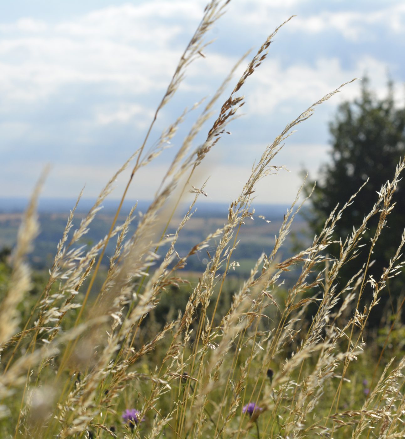 Old Winchester Hill