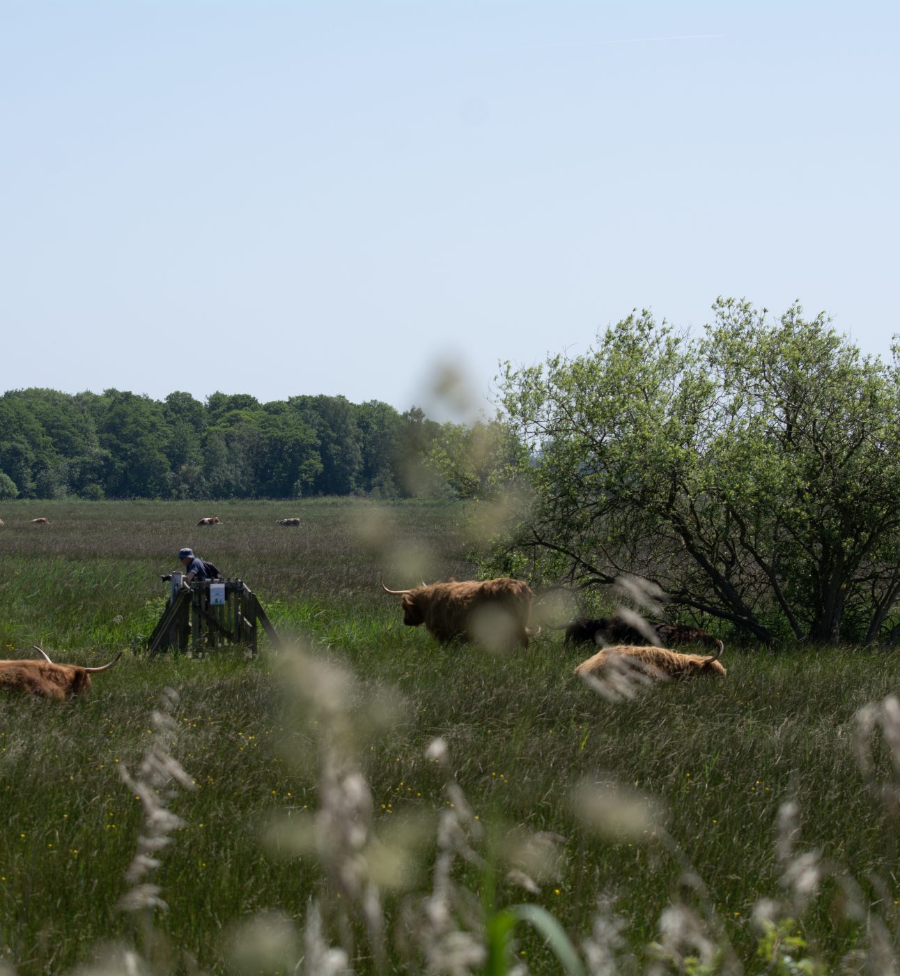 RSPB Strumpshaw Fen