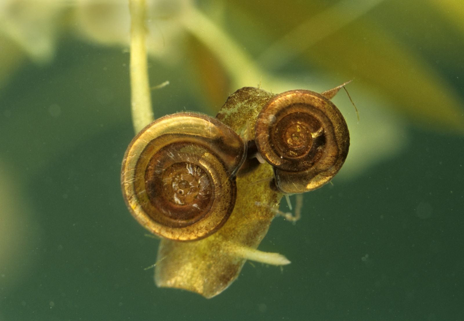 Little whirpool ramshorn snail