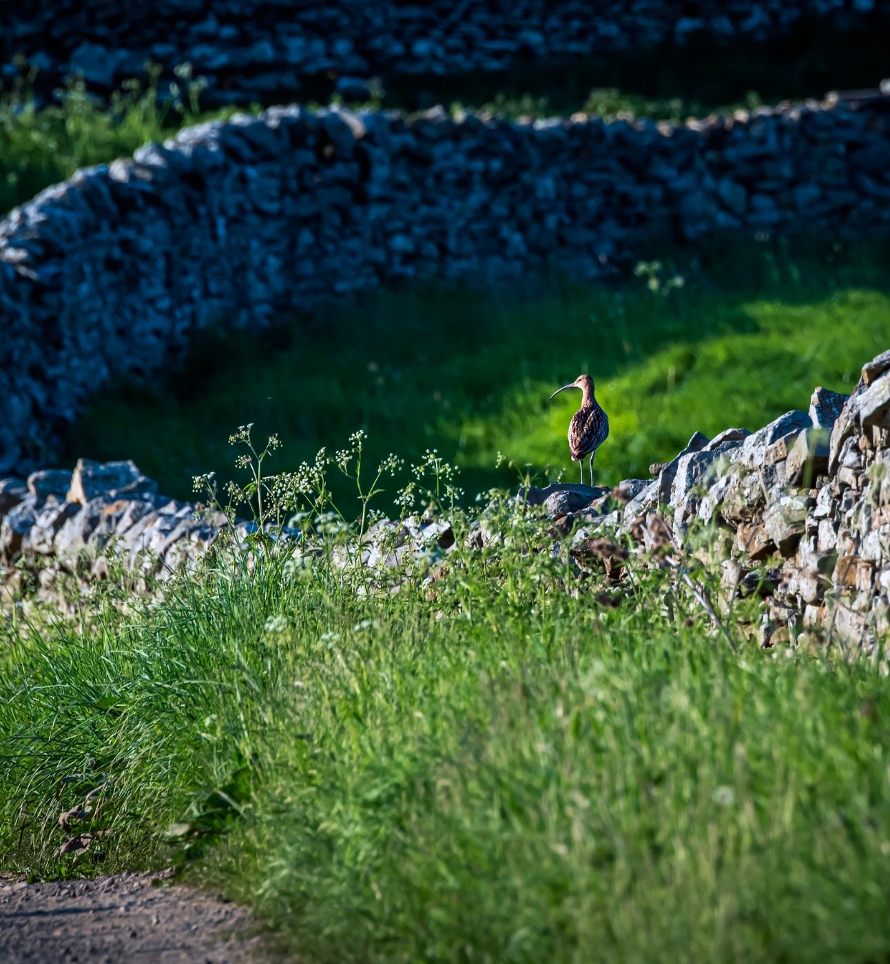 Curlew in West Witton