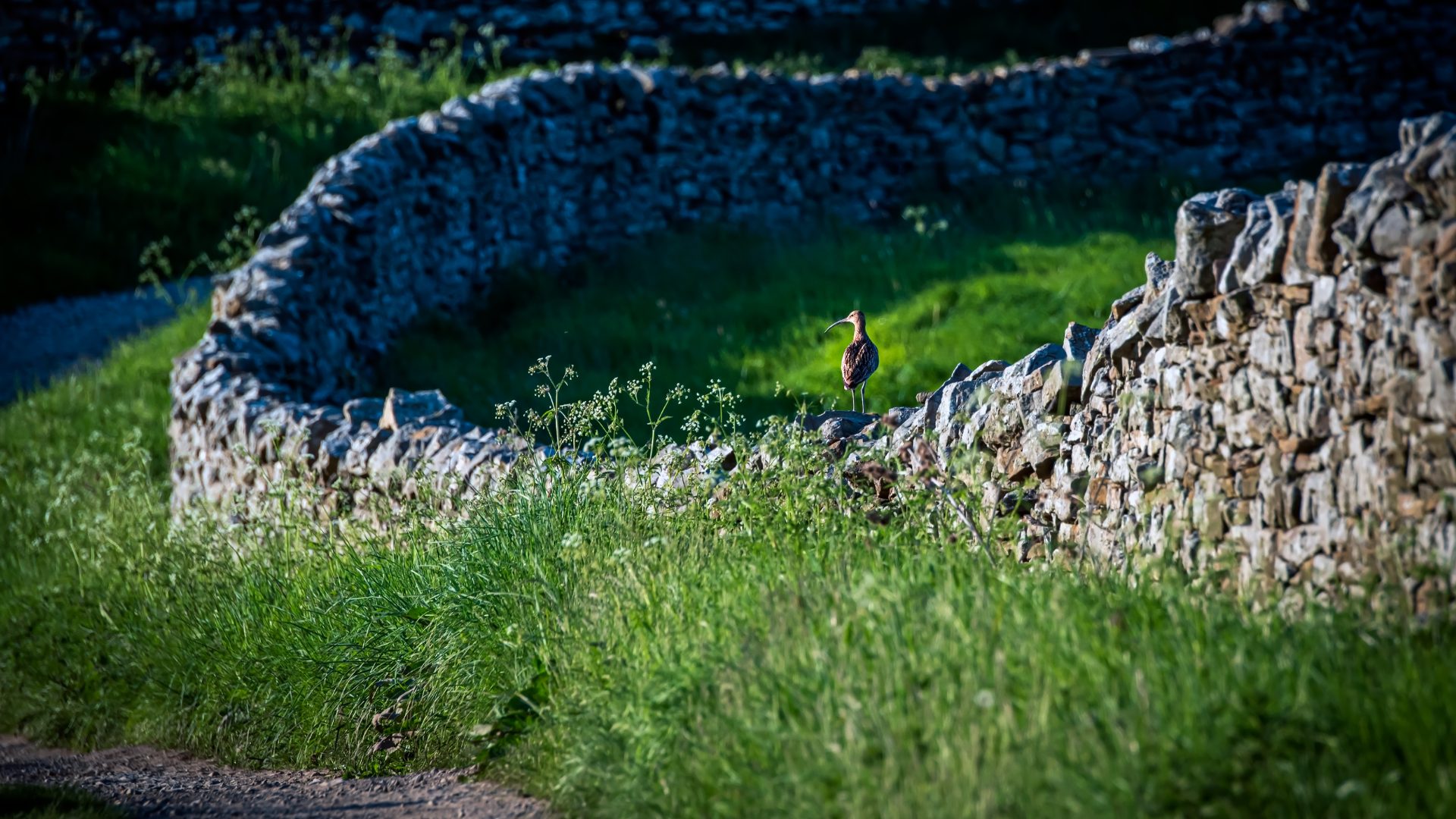 Curlew in West Witton