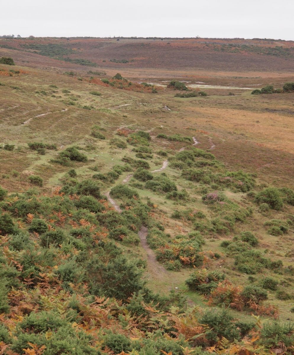 New Forest landscape