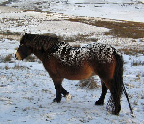 Snow thatch on a pony. Photo credit: Sue Baker