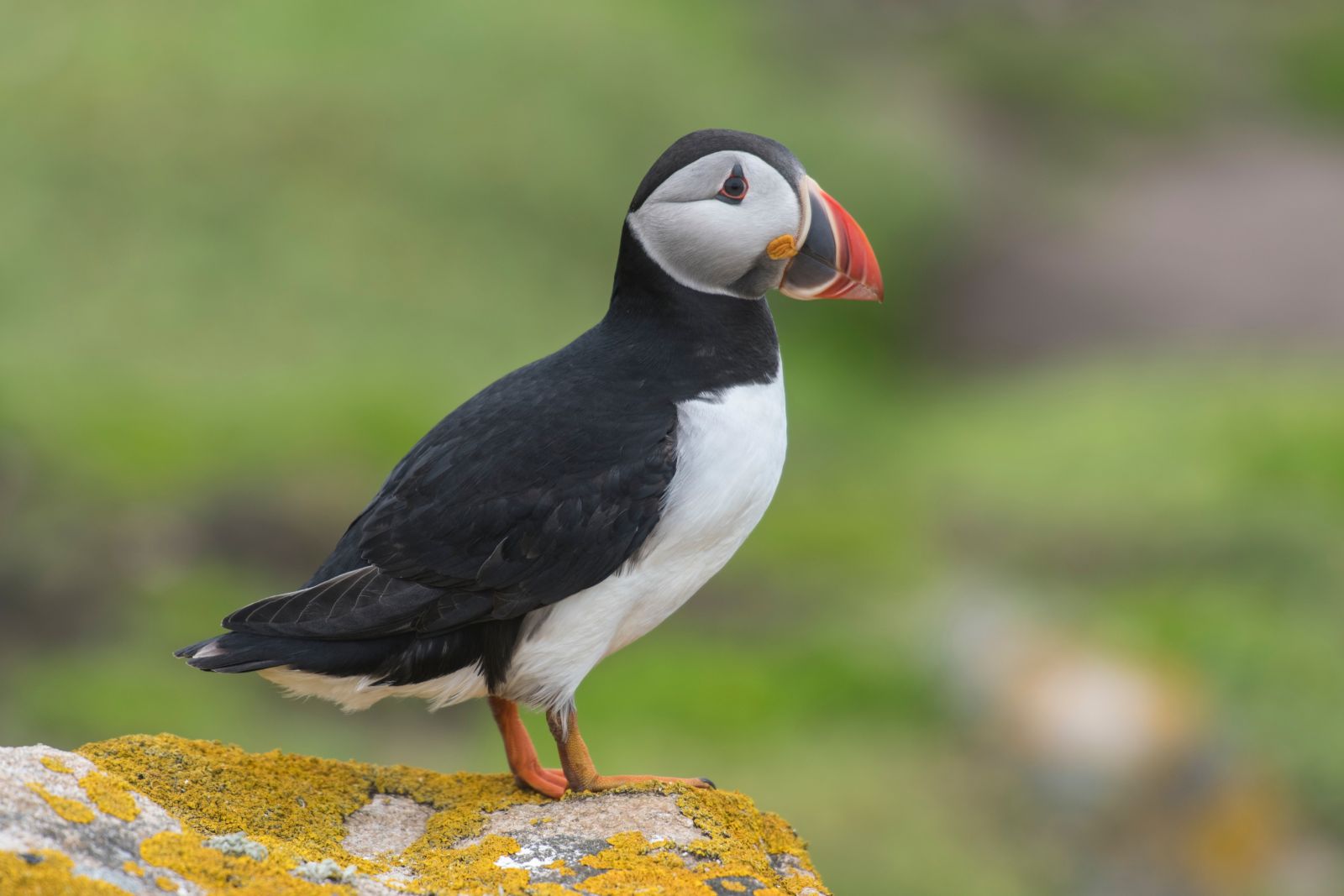 How can we improve the prospects of species such as puffins in our Parks?