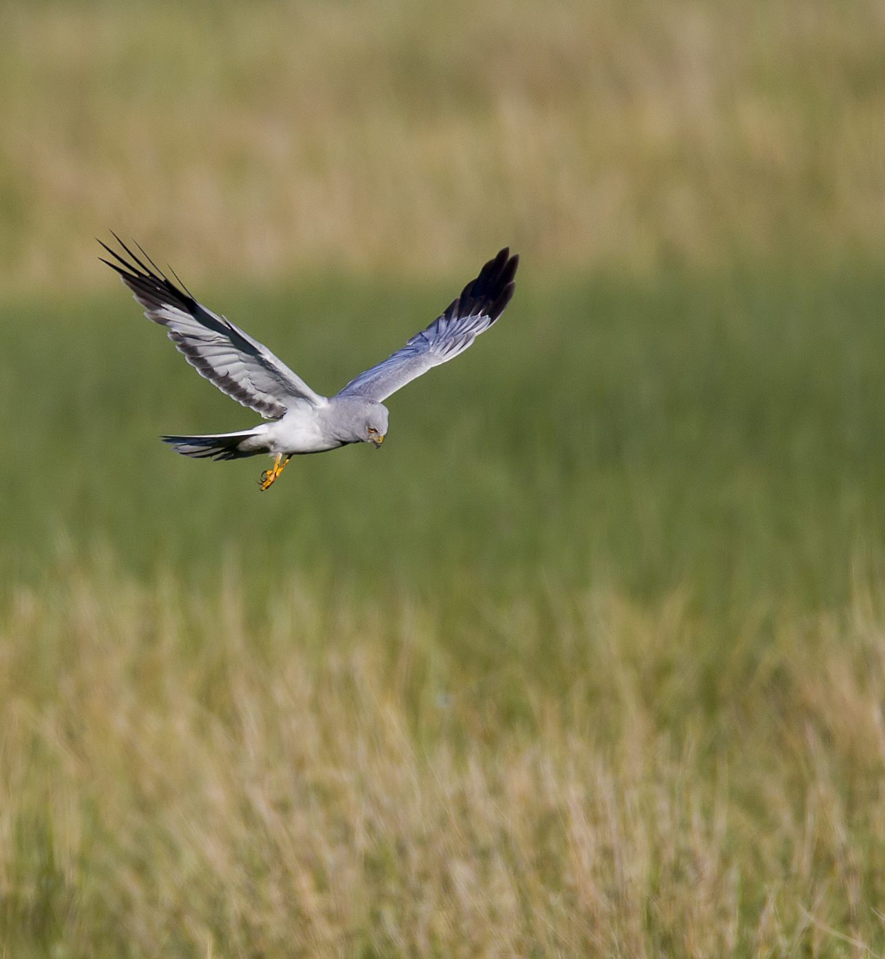 Hen Harrier