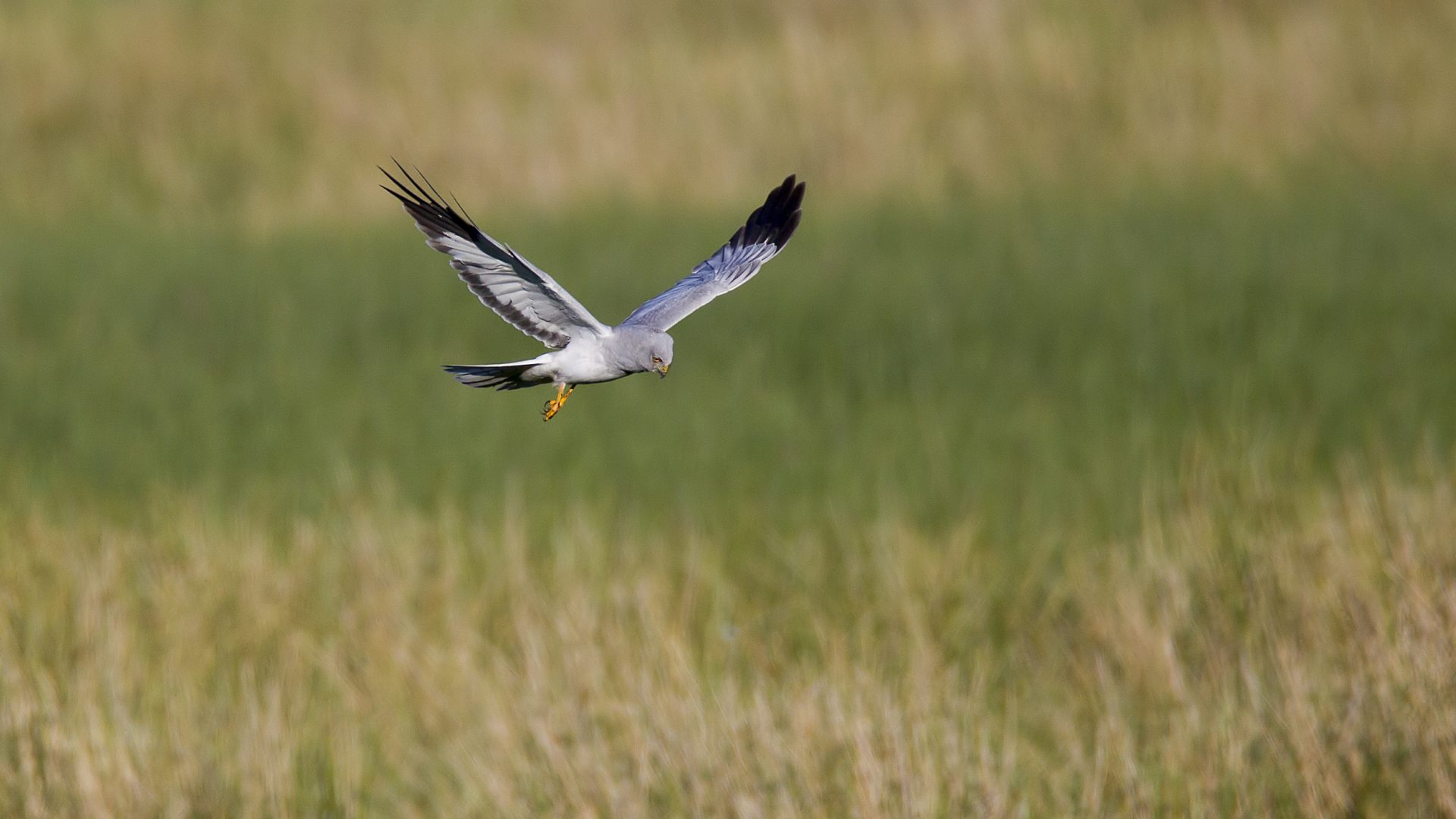 Hen Harrier