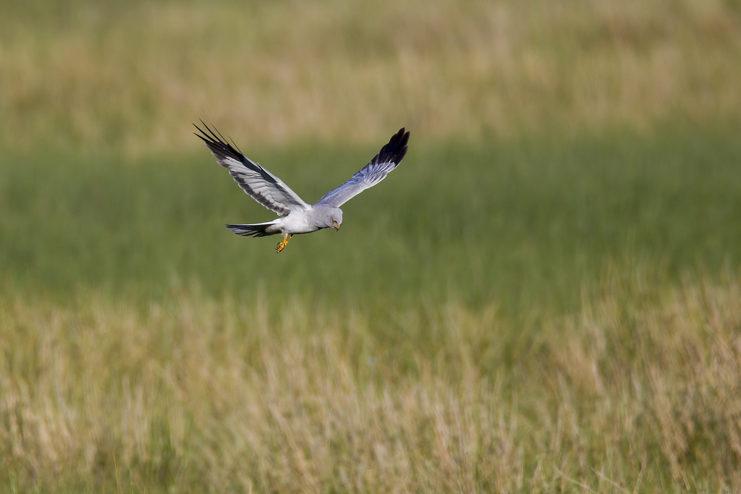 Hen Harrier