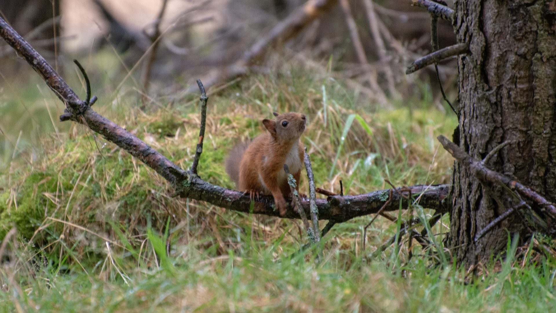 Red Squirrel