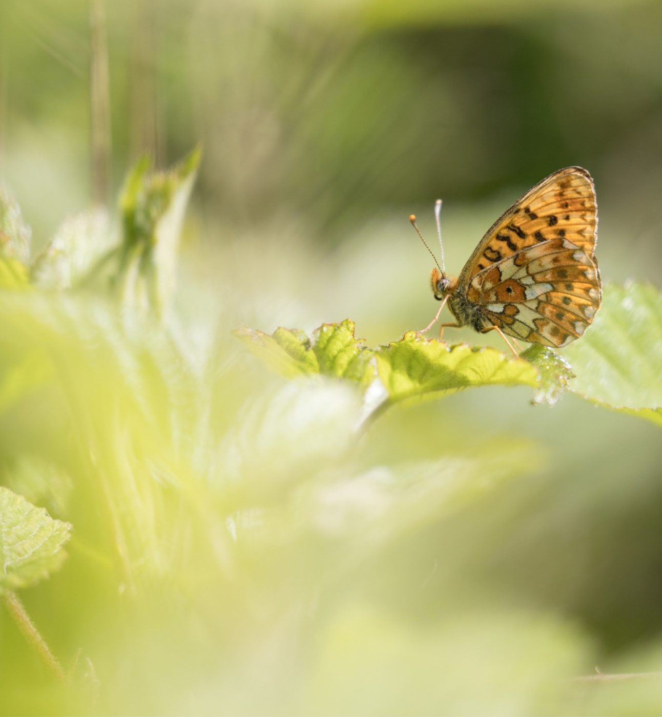 Small Pearl-bordered Fritillary