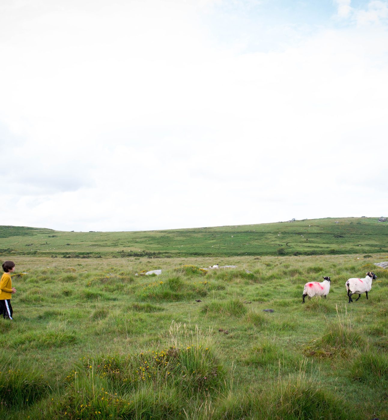 Child and sheep in a field in Dartmoor