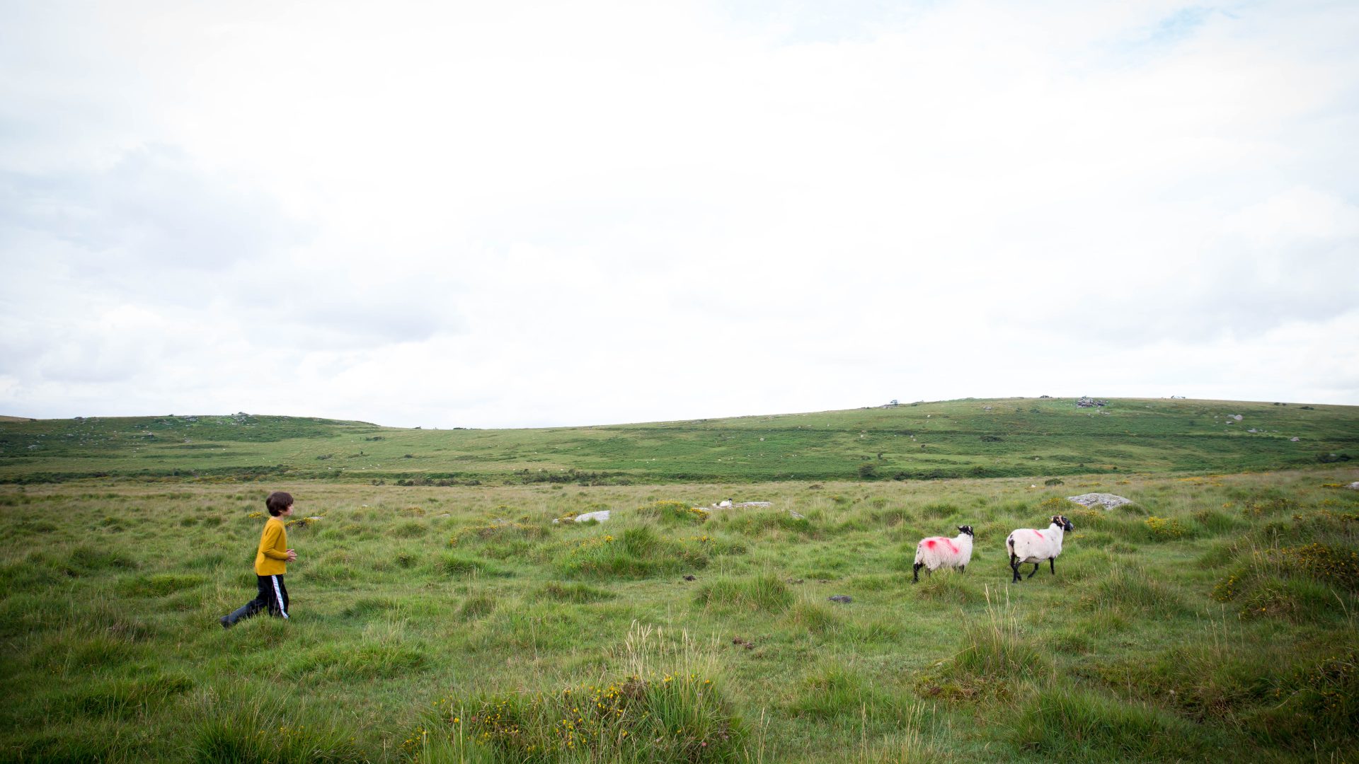 Child and sheep in a field in Dartmoor