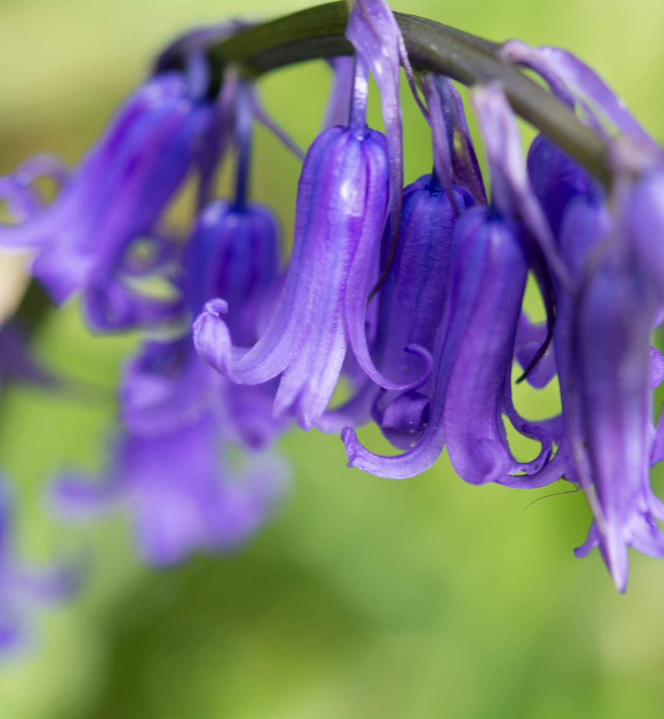 Bluebell flowers
