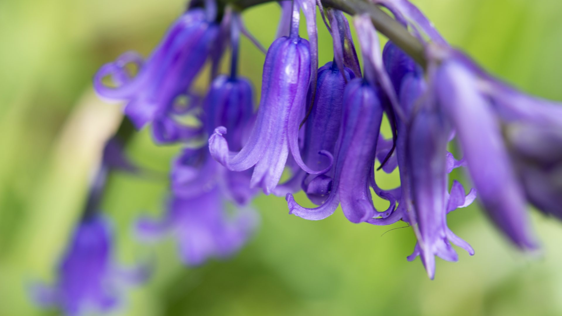 Bluebell flowers