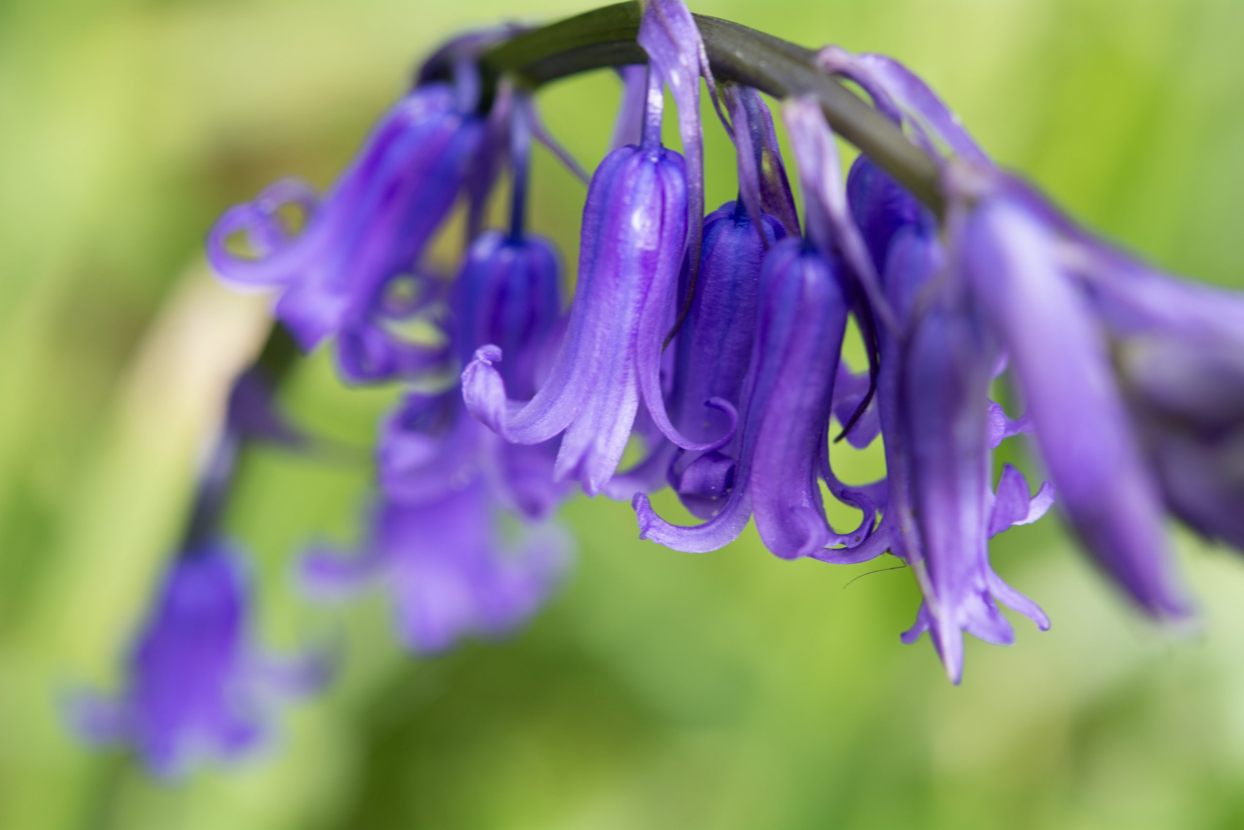 Bluebell flowers